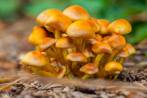 istock Hypholoma sp? Mushrooms from Catalonian forest in autumn 865539982