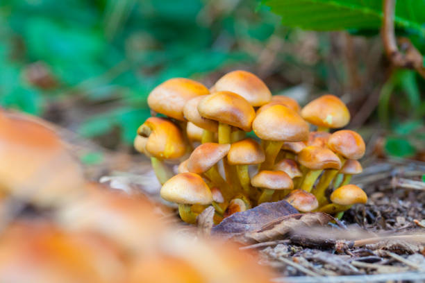 istock Hypholoma sp? Mushrooms from Catalonian forest in autumn 865540006