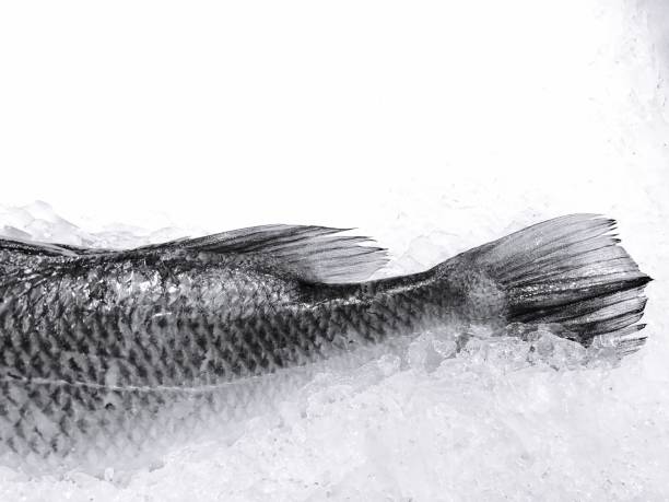 Sea fish at the market