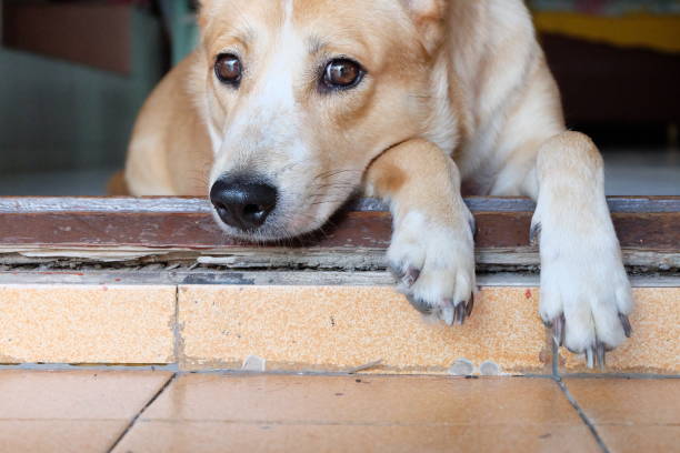 istock dog feet on the floor 865541736