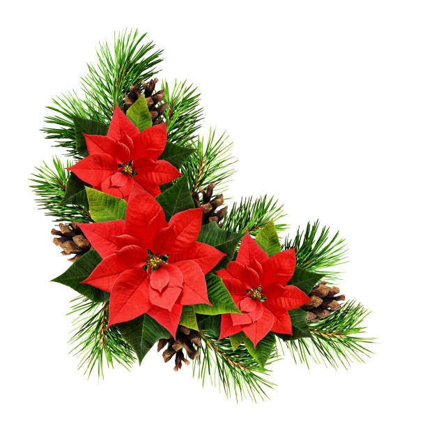 松の小枝、コーン ポインセチア花とクリスマス アレンジ - brown pine cone seed plant ストックフォトと画像