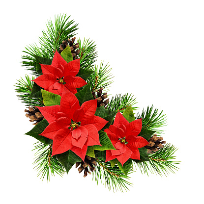 Christmas arrangement with pine twigs, cones, and poinsettia flowers isolated on white background. Flat lay. Top view.
