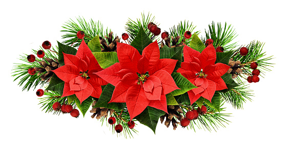 Christmas line arrangement with pine twigs, cones, and poinsettia flowers isolated on white. Flat lay. Top view.