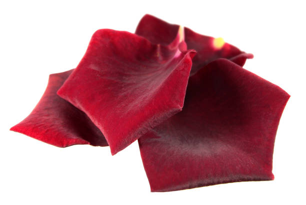 Group of dark red rose petals isolated on white background