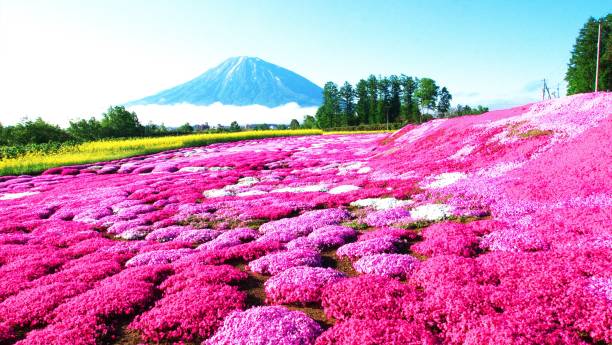 istock Ezo Fuji and pink noodle cherry blossoms 865548438