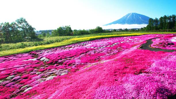 istock Ezo Fuji and pink noodle cherry blossoms 865548454