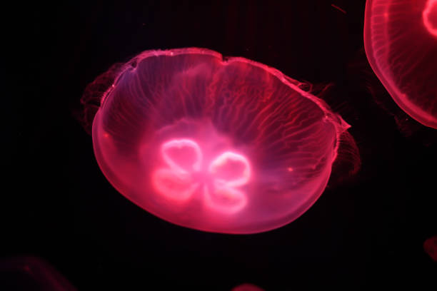 istock Multicolored jellyfish swim under water 865548900