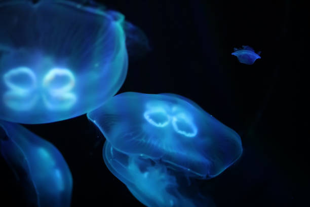 istock Multicolored jellyfish swim under water 865548914