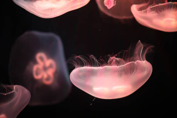 istock Multicolored jellyfish swim under water 865548928