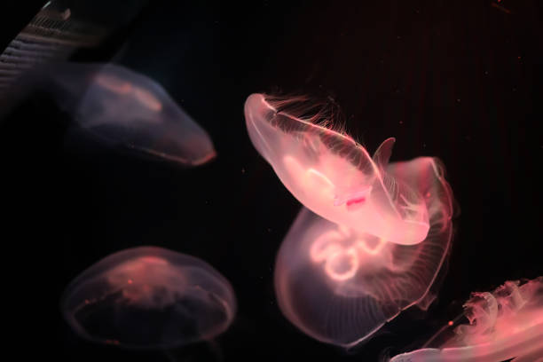istock Multicolored jellyfish swim under water 865548944
