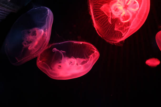 istock Multicolored jellyfish swim under water 865548964