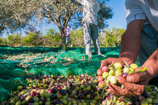 Hands of a picker holding a  handful of just picked olives