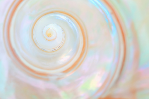 Mother of pearl sea shell close up background