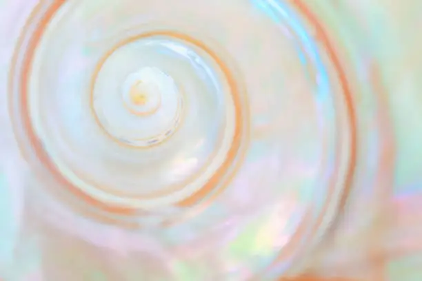 Photo of Mother of pearl sea shell close up background