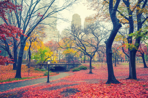 istock NY Central park at rainy morning 865555894