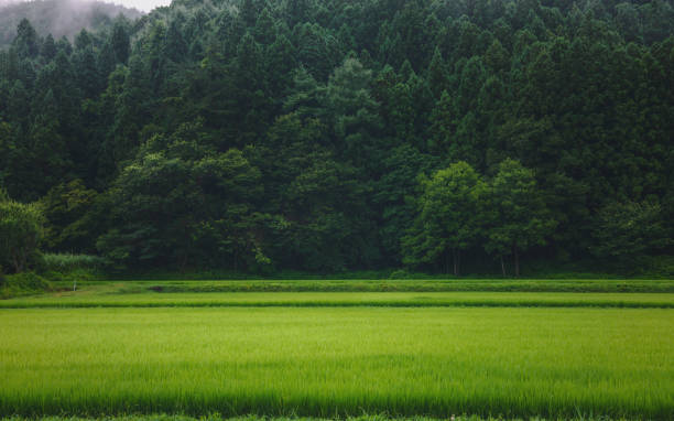 Scenery of the rice field in the mountain village in Miyagi, Japan