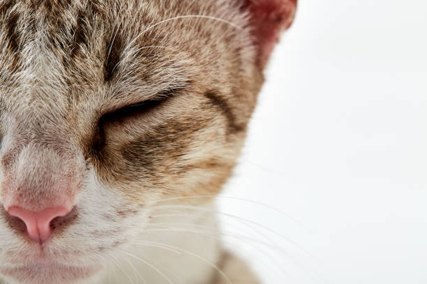 istock American Short hair cat lying on white 865562688