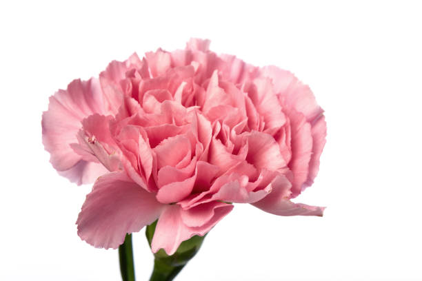 istock Pink carnation flower on white background 865562690