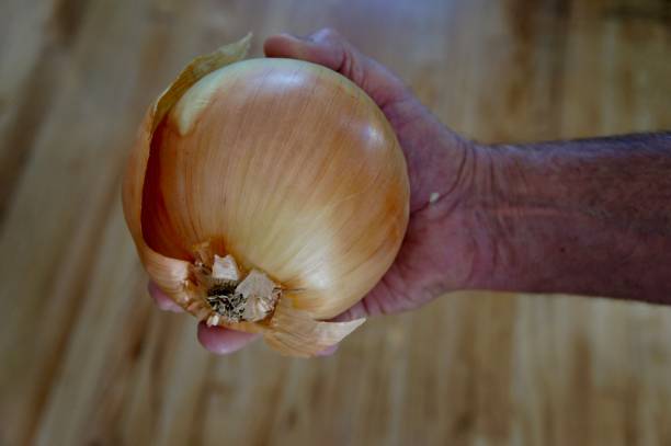 istock A Large Onion in a Man's Hand 865562844