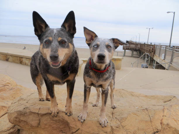 istock Blue Heeler and Blue Heeler Pup on Rock at Beach 865563510