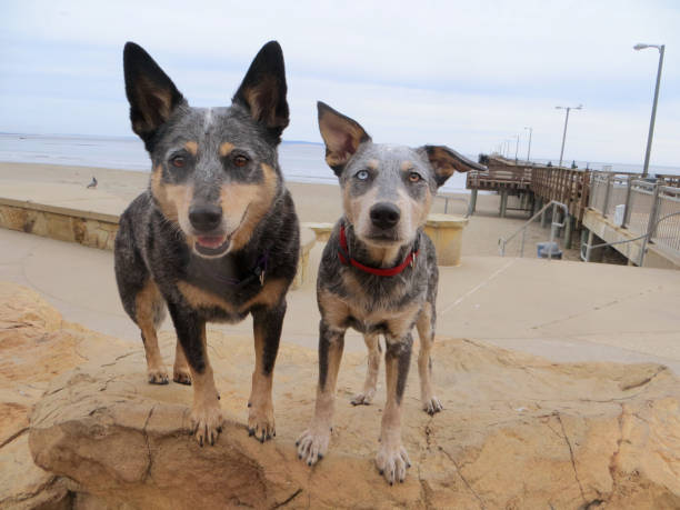 Blue Heeler and Blue Heeler Pup on Rock at Beach stock photo