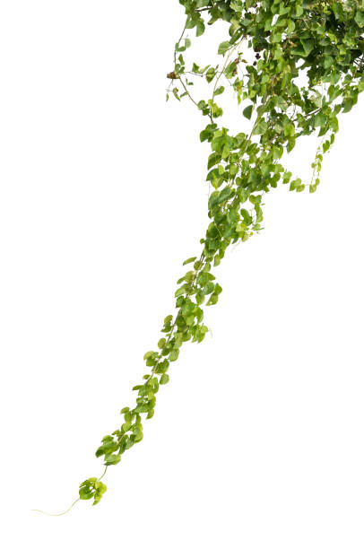 istock plant isolated ivy green vine climbing tropical. Clipping path 865573260