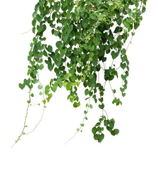 istock plant isolated ivy green vine climbing tropical. Clipping path 865573332