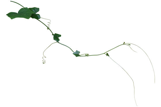istock vine plant isolated on white background, clipping path 865573334
