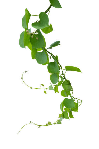 rebe pflanze isoliert auf weißem hintergrund. clipping-pfad - hanging from the vine stock-fotos und bilder