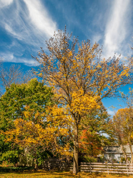 istock Colors of the fall foliage 865574460