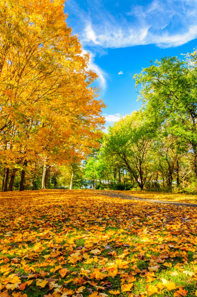 istock Colors of the fall foliage 865574470