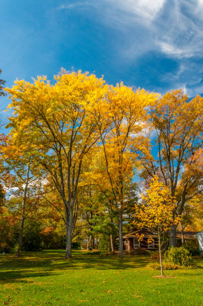 istock Colors of the fall foliage 865574496