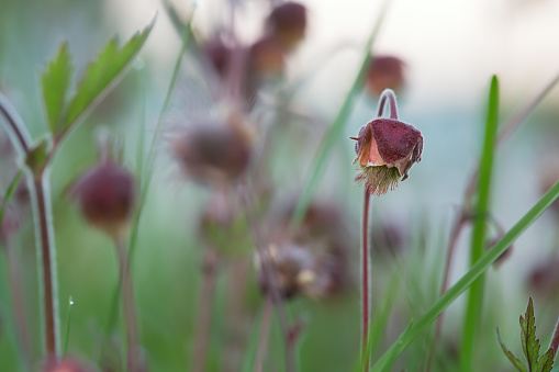 Digital close-up of blooming Water avens, Geum rivale. This plant blossoms in summer.