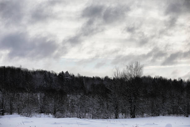 Landscape in the winter cloudy day of snow-covered fields and forests