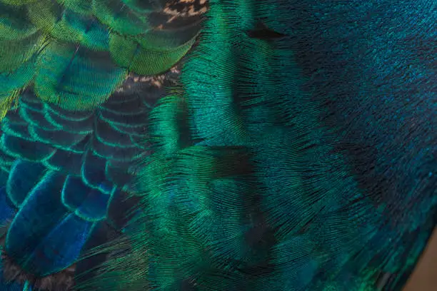 Photo of peacock feathers