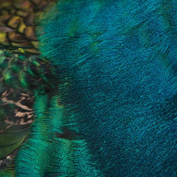 Photo of peacock feathers