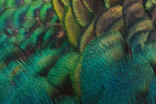 Photo of peacock feathers