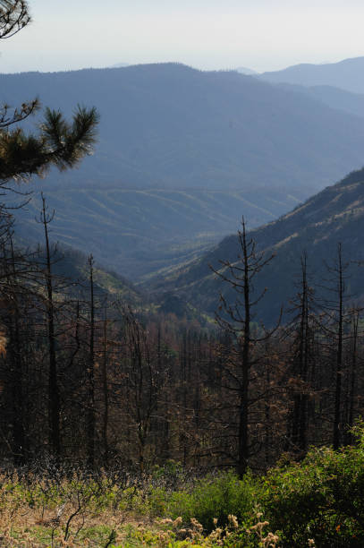 istock Pine Trees in Sequoia National Park 865578306