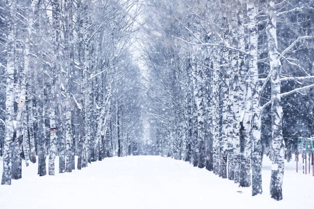 Winter snowy day in a beautiful at the edge of the forest