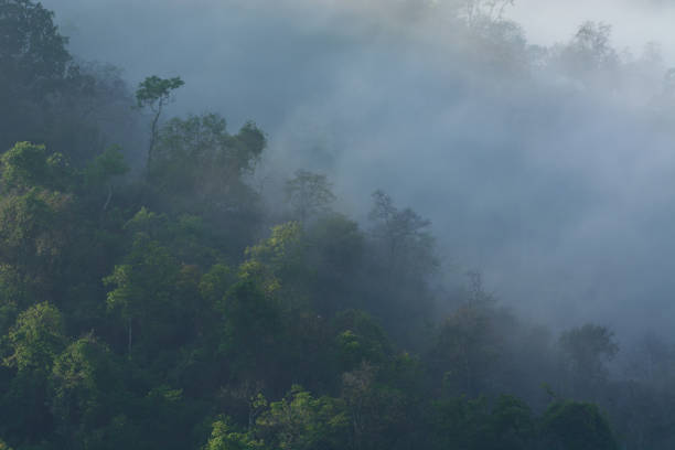 istock Forested mountain slope in low lying mist, in morning time. 865578392