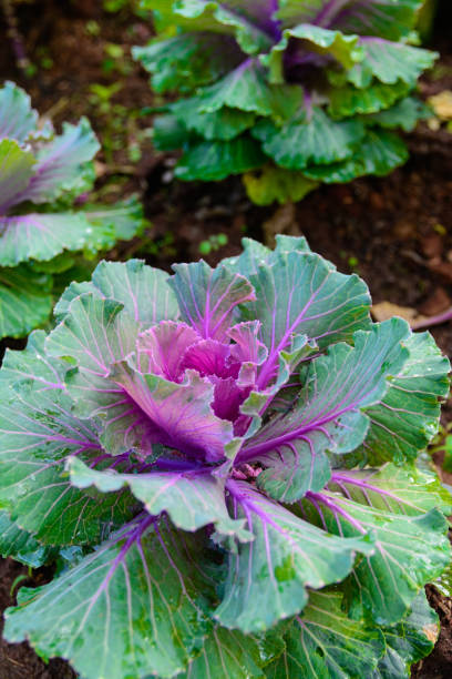 istock Close Up of cabbage in farm field farmer. 865578394