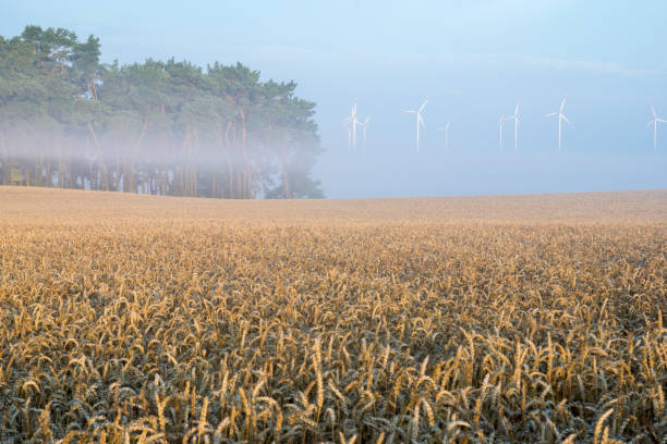 campo de grano durante el magnífico amanecer brumoso - morning cereal plant fog corn crop fotografías e imágenes de stock