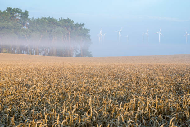 아름 다운 안개 낀 아침 동안 곡물의 분야 - morning cereal plant fog corn crop 뉴스 사진 이미지