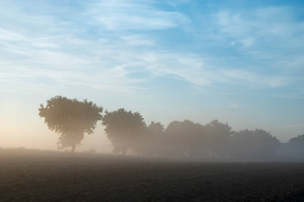 壮大な霧日の出の間、穀物のフィールド - morning cereal plant fog corn crop ストックフォトと画像