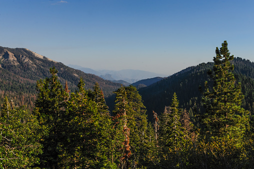 A group of pine trees along the General's Highway in Seqoia National Park