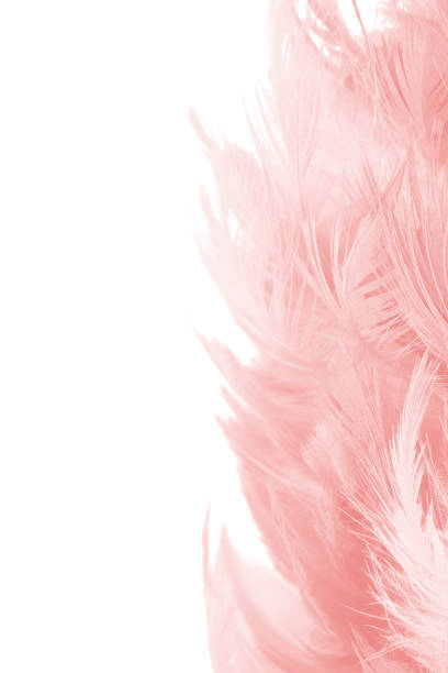 istock copy space coral Pink vintage color trends feather texture background 865580956