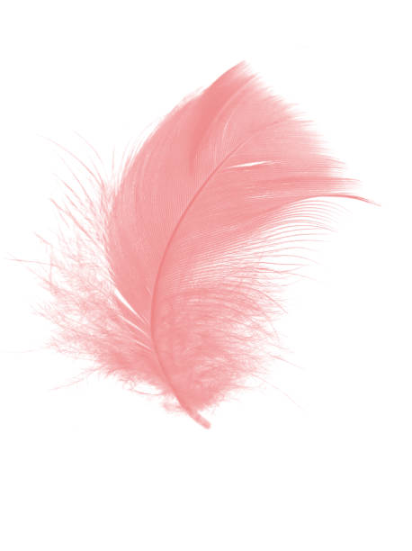 istock coral pink feather on white background 865581102