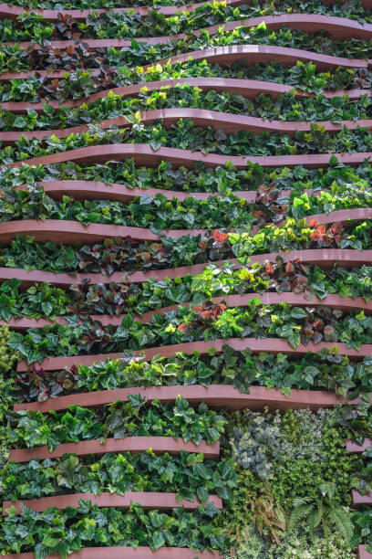 istock vertical garden wall background, variety of plants 865586194