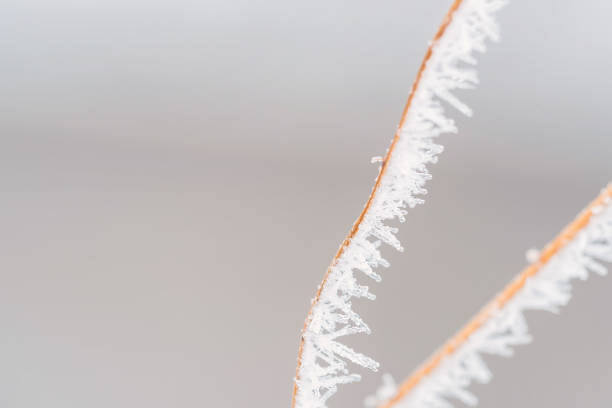 istock Branch with frost snowflakes macro 865586326