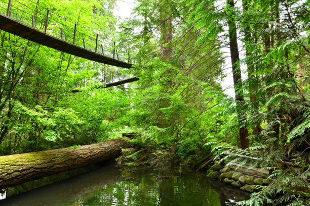 ponte de suspensão superior capilano árvore em vancouver, canadá - vancouver suspension bridge bridge people - fotografias e filmes do acervo